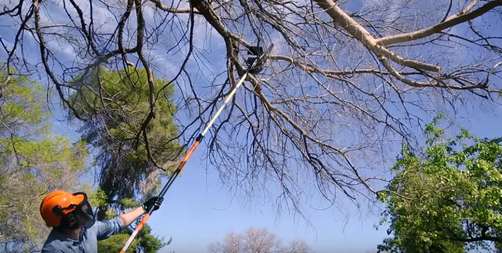 Pole Saw vs Chainsaw