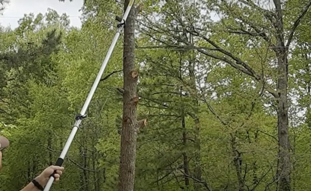 Pole Saw vs. Hedge Trimmer