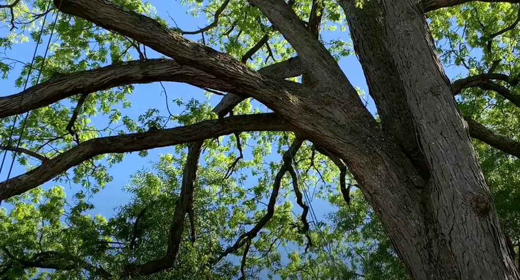 How to Cut Tree Limbs That Are Too High to Reach?