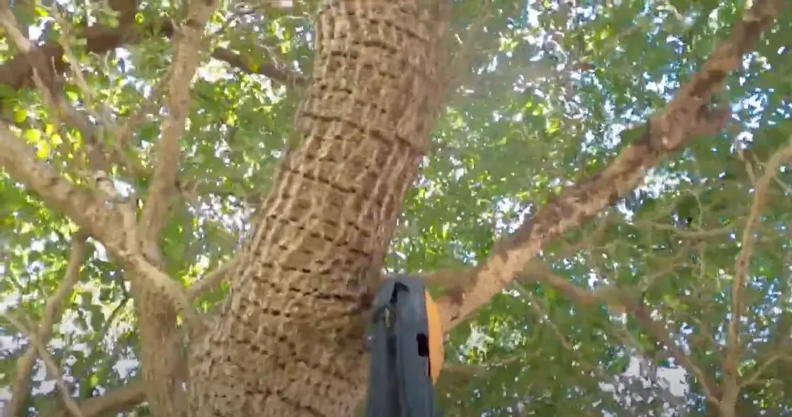 Fiskars Pole Saw Blade Replacement What to Do? PoleSawGuide