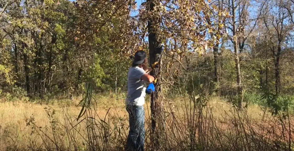 Kobalt Pole Saw Problems What to Do? PoleSawGuide