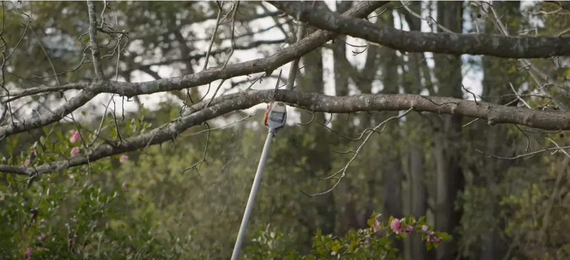 How Thick Can a Pole Saw Cut? PoleSawGuide