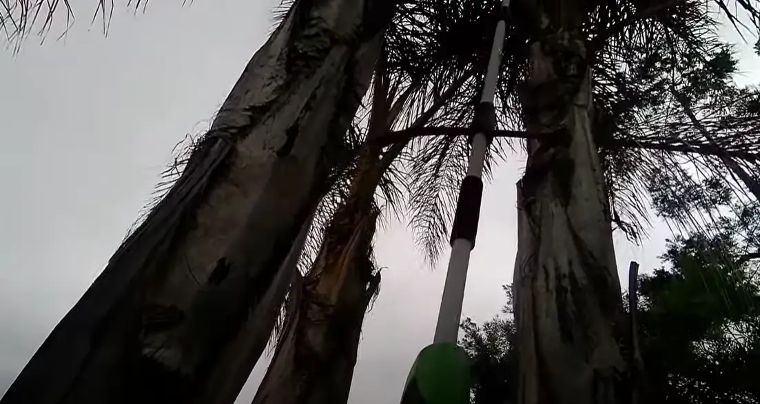 EGO vs. Greenworks Pole Saw Which is Better? PoleSawGuide