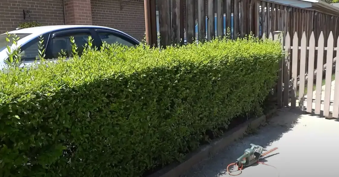 How to Use a Hedge Trimmer? PoleSawGuide