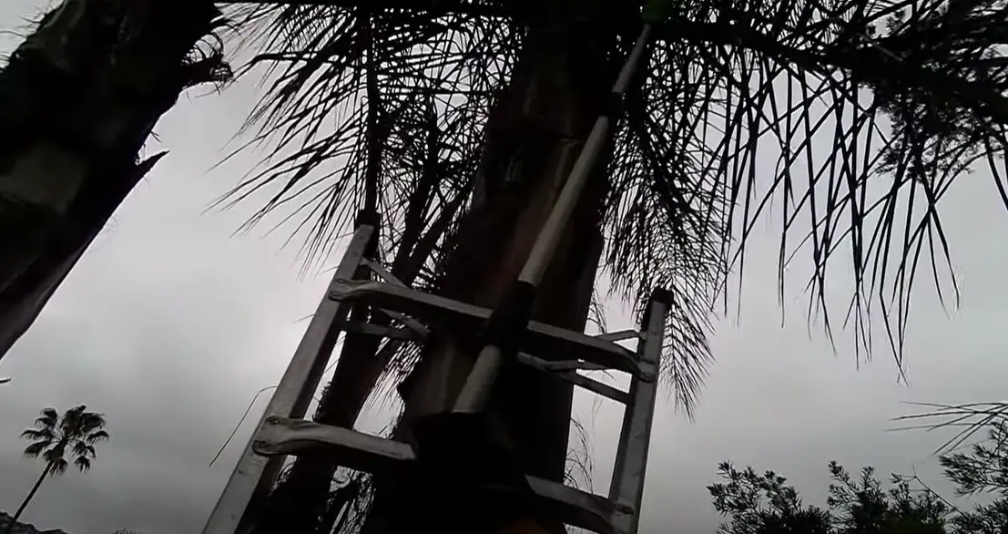 EGO vs. Greenworks Pole Saw Which is Better? PoleSawGuide