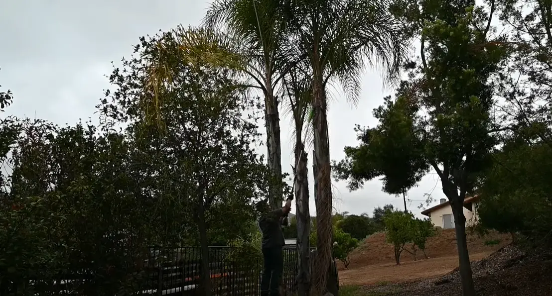 EGO vs. Greenworks Pole Saw Which is Better? PoleSawGuide