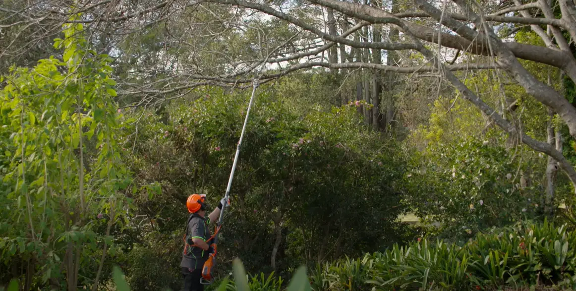 How Thick Can a Pole Saw Cut? PoleSawGuide