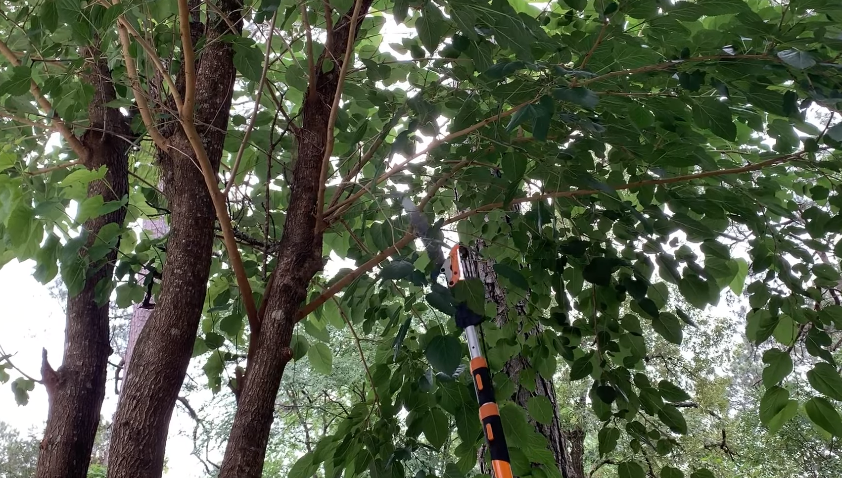 Top 10 Benefits of Using a Pole Saw for Tree Trimming