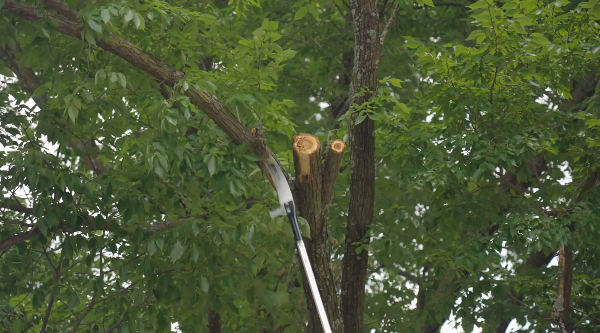 Tips for Saving Money While Renting a Pole Saw